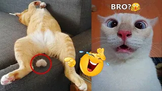 Funniest Cats 2024 😻 Funny Cat Videos😂 CATS will make you LAUGH😁🥰 #22