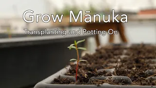 Grow Mānuka: Transplanting from the seed tray