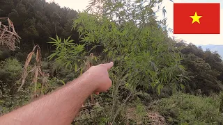 Finding Weed In Vietnam Mountains 🇻🇳