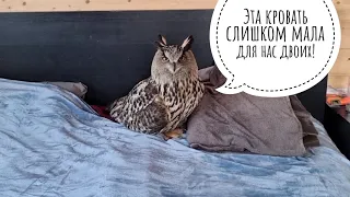 Eagle Owl Yoll spends a rainy day in bed, and cat Cloudberry rolls a pumpkin