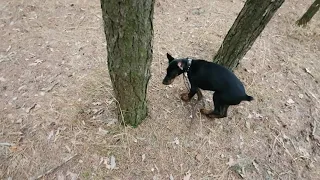 Первые вехи тренировки добермана