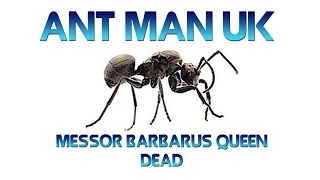 Messor Barbarus Queen Dead