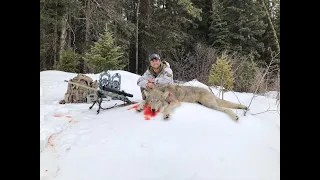 Western Montana Wolf Hunting 7