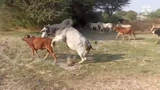 Big Bull Mating - Cow Breeding -  Crossing Cow village #animals