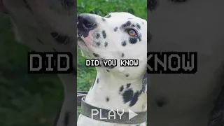 Did You Know This About The Dalmatian?!