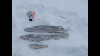Рыбалка на жерлицы. Ловля щуки на жерлицы зимой. Крайняя рыбалка блогера в 2018 году