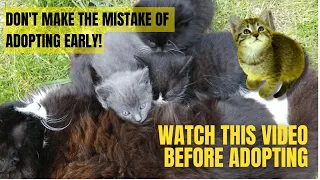 The Ideal Age to Adopt a Kitten | Watch This Before Adopting a Kitten