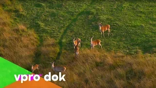 Niederlande: Natur und Tiere, wie wild sind sie noch?