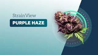 Purple Haze - Strainview