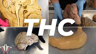 The Anatomy of THC