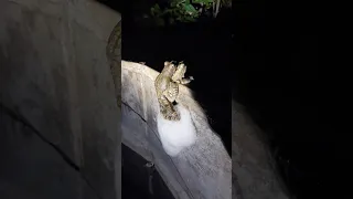 Mating Southern Foam Nest Frogs