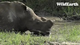 WildEarth - Sunset Safari - 14 Nov 2022