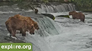 Bear Cam in 4k! Grazer, Walker, Popeye, 747 & More!