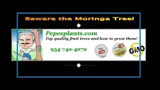 Beware the Moringa Tree