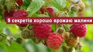 ✅ ТОП 9 порад для отримання хорошого врожаю малини від Кліома Сервіс