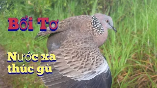 Bẫy cu gáy mồi đất | Bổi tơ nước xa thúc gù.clip 475.Cu Gáy Nguyễn Quân