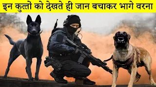 दुनिया के 10 सबसे खतरनाक मिलिट्री कुत्ते | Top 10 Best Military Dogs