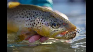 George Daniel Euro Nymphing with Jigs Streamer and Junk Flies in High Water