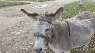 Поездка выходного дня. Черниговское п.Отдалённый. Две станции узкоколейной Ж.д.   дороги в горах.