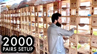 Tour of My Birds Farm|| 2000 Pairs Breeding Farm