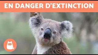 Les KOALAS ont été DÉCLARÉS en DANGER D'EXTINCTION 🐨⚠️