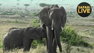 safariLIVE - Sunset Safari - November 9, 2018