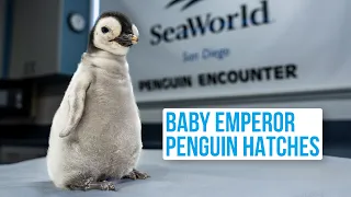 Baby Emperor Penguin is Born | SeaWorld San Diego
