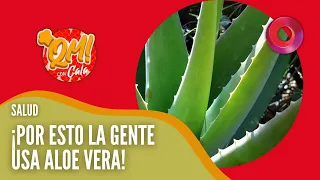 Los 5 motivos para consumir aloe vera