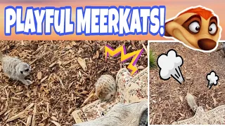 Lion King's TIMON is Playful in Real Life: MEERKATS Facts & More l RandomMiniz #10