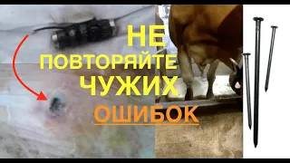 ГВОЗДЬ В РУБЦЕ / НЕРВЫ У КОРОВЫ / ОТЕК НОГИ У ДЖЕРСЕЯ ОТ ТВЕРДЫХ ПОЛОВ/ Я НЕ ПОВТОРЮ ИХ ОШИБОК