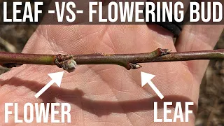 Fruit tree flower vs leaf budding on 50 variety of trees. Apricot, Peach, Pear, Apple, Aprium, etc