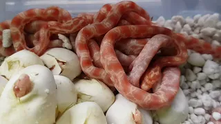 Baby corn snakes hatching 2020