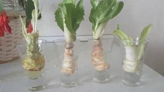 Marul, kıvırcık ve hindiba evde kendinden üretme -Kendinden yetişen bitkiler -Regrow lettuce,chicory