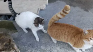 hungry and cute street cats🥰