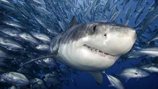 HD Dokumentation Die zehn gefährlichsten Haie in 2015 | DokuFreak