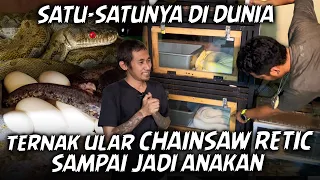 ORANG INI BERHASIL TERNAKAN ULAR PYTHON LANGKA INI ‼️ANAKNYA DI BANDROL PULUHAN JUTA