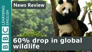 60% drop in global wildlife: BBC News Review