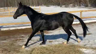 Akhal-Teke stallion Ap Aydin 2019 y.b.