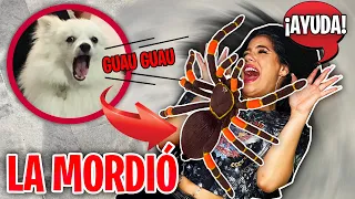 FINGIENDO ataque de ARAÑA GIGANTE! - BROMA A MI PERRO