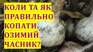 Коли та як правильно копати озимий часник, щоб він добре зберігався? Збираємо врожай часнику вчасно