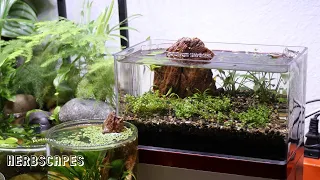 Easy All-in-one Tiny Aquascape