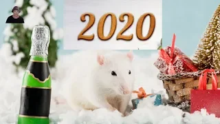 НОВЫЙ 2020 ГОД/ ЧТО НЕЛЬЗЯ ДЕЛАТЬ ПЕРЕД НОВЫМ 2020 ГОДОМ  КРЫСЫ?