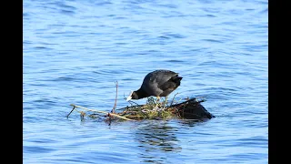 The female fulica atra inspects the nest under construction