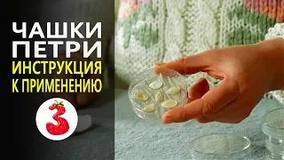 Сажаете семена? Используйте ЧАШКИ ПЕТРИ! подробная инструкция