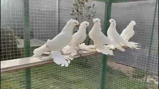 Двухчубые Голуби. Кептерлер.  Pigeons 🕊🕊🕊🕊Гулбадам