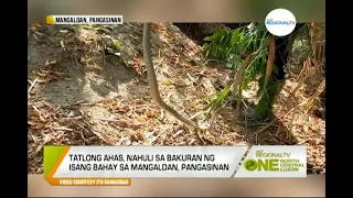 One North Central Luzon: Ahas sa Bakuran