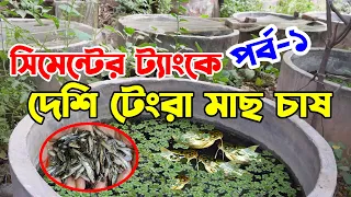 ট্যাংকে টেংরা মাছ চাষ কৌশল। Striped Dwarf Catfish Farming in Tank 2023