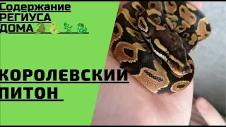 Королевский Питон - Содержание Змеи Дома