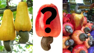 The Cashew Apple: Where Do Cashews Come From?