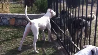 Male Dogo Argentino defending his sister, his house, his family (Greece)